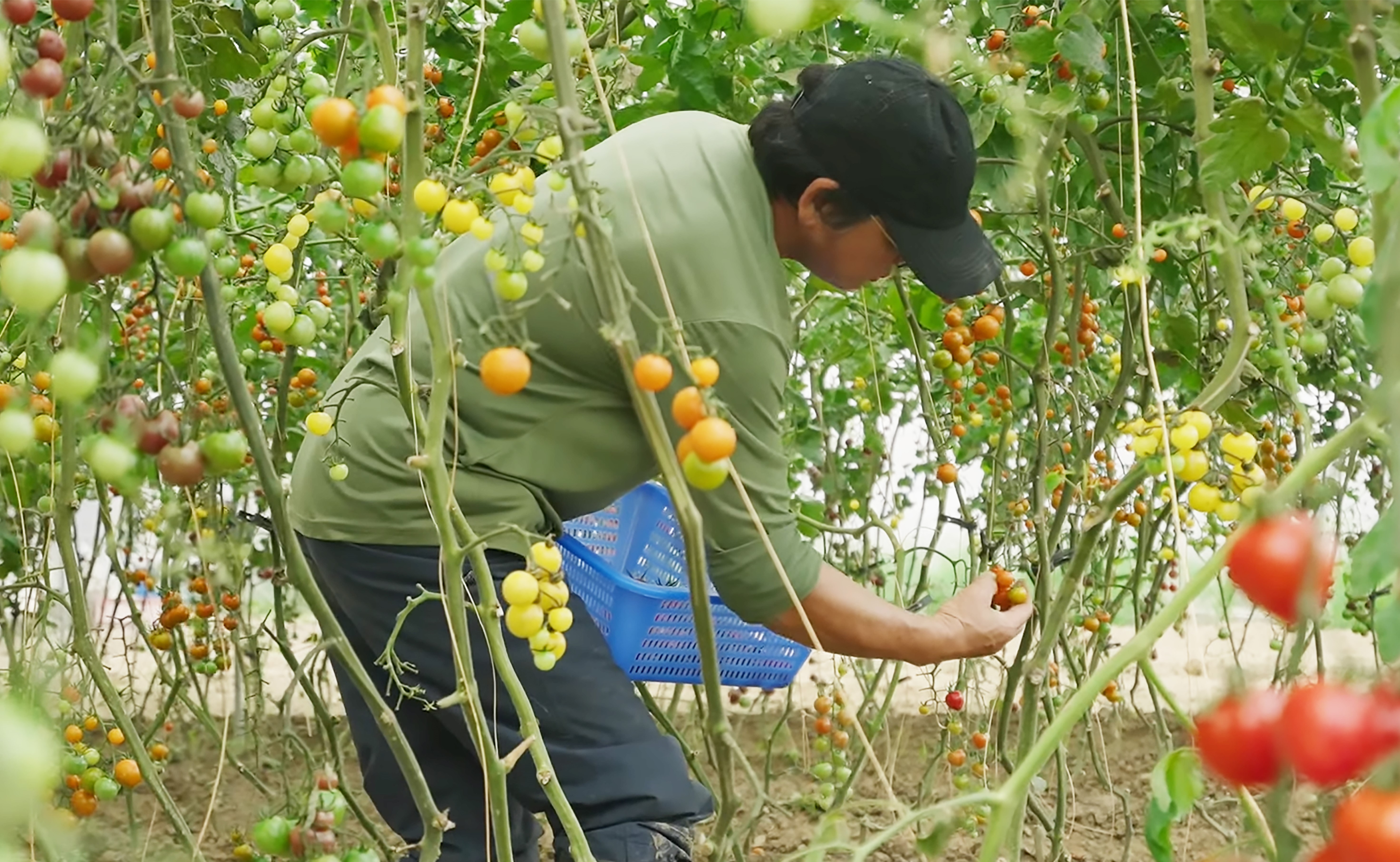 Circular Economy and Healthy Dining